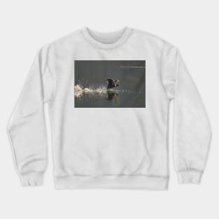 Coot in a hurry Crewneck Sweatshirt